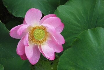 lotus flower and lotus leaf in the pond