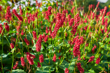 Selective focus of red flower Persicaria amplexicaulis in the garden with soft sunlight, Knotweed is a genus of herbaceous flowering plants, Polygonaceae, Nature floral background.