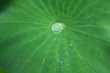 lotus flower and lotus leaf in the pond