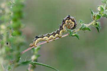 A Caterpillar Noctuidae sitting on a plant leaf