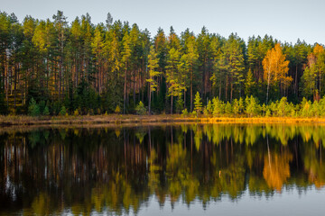A beautiful forest lake with reeds and a charming reflection in the water