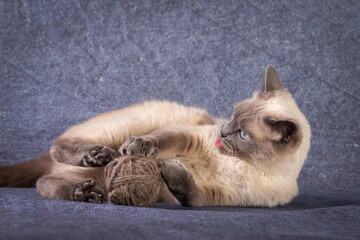 A Thai Siamese cat lies and plays with a ball of thread. Blue background, close-up