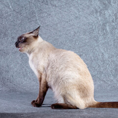 The bright cat of the Thai breed sits, pressed her ears and grinned. Grey-blue background, close-up