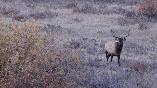Bull Elk walking through field watching cautiously during cold morning in Wyoming.