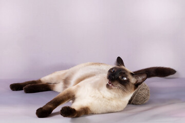A Siamese cat is lying with a ball of ropes and has opened its mouth. A young cat with a dark muzzle and dark paws on a pastel lilac background