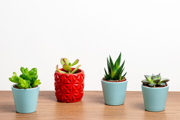 Close up photo of colourful succulents standing on wooden table.House decoration concept.