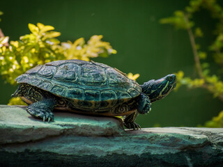 turtle on the rocks