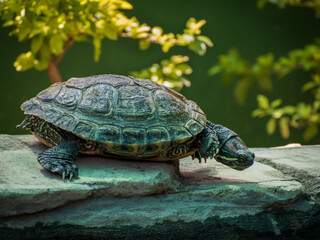 turtle on the rocks