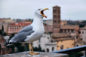 Gaviota con el pico abierto chillando y fondo desenfocado
