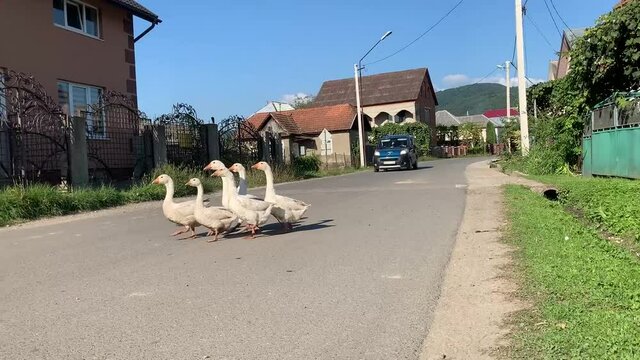 White geese are walking along a rural road in the village.