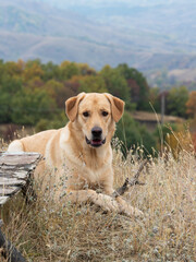 my dog is resting after a long walk