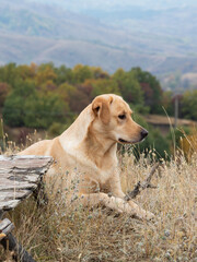 my dog is resting after a long walk