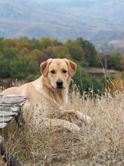 my dog is resting after a long walk