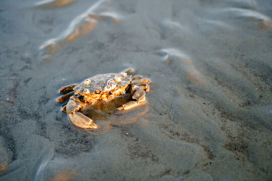 Crab in North Sea, Germany, Schleswig Holstein on ground of sea, by tide, ebb and flow.