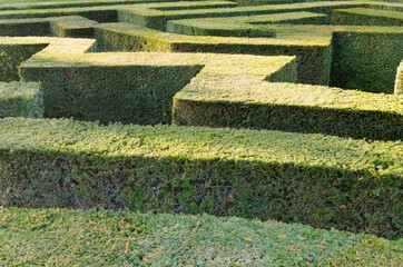 View of the walls of a green labyrinth, neatly trimmed
