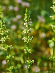 Stachys recta