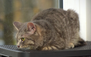 Naklejka premium smoky tabby cat on the background of a window