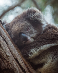 Obraz premium koala sleeping in a tree, Australia 