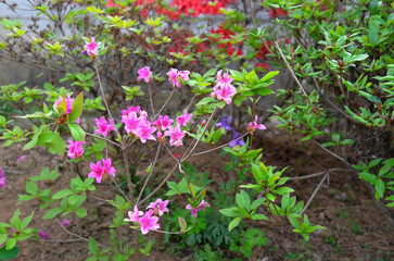 spring garden flowers