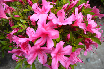 spring garden flowers