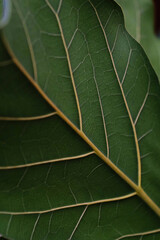 Close up of the ficus leaf