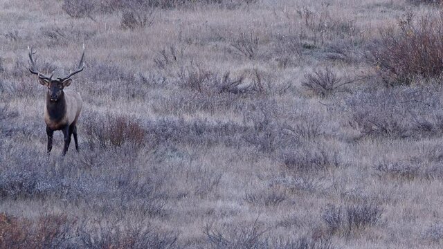 Bull Elk walking through open field with frost on him during fridge morning in Wyoming.