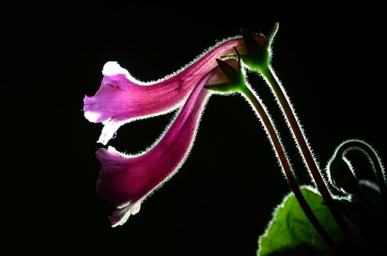 Conandron ramondioides S.et Z.