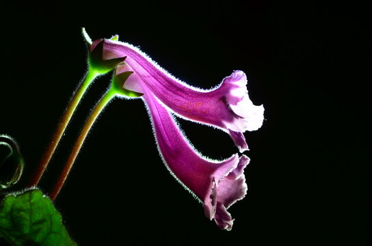 Conandron ramondioides S.et Z.