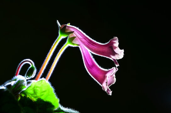 Conandron ramondioides S.et Z.