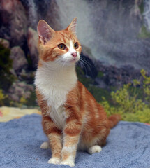cute red with white young cat