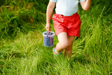 Little preschool girl picking fresh berries on blueberry field. Toddler child pick blue berry on...