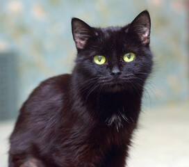 elderly old black cat lies on the couch