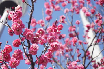 うめの花