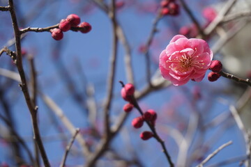 うめの花