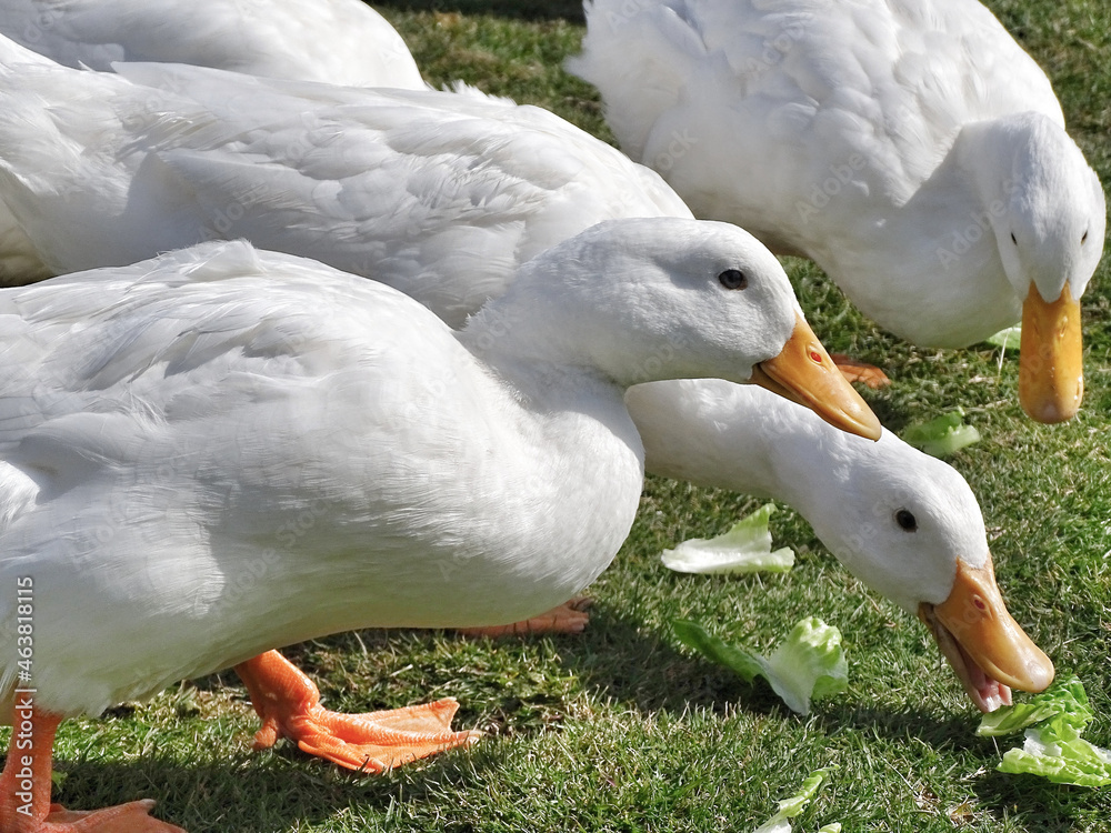 Sticker closeup shot of ducks eating lettuce on a farm