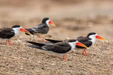 African Skimmer - Rynchops flavirostris, special long billed bird from African lakes and rivers, Queen Elizabeth National Park, Uganda. - obrazy, fototapety, plakaty