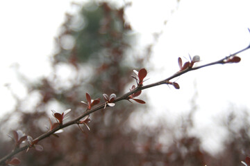 sprout on tree