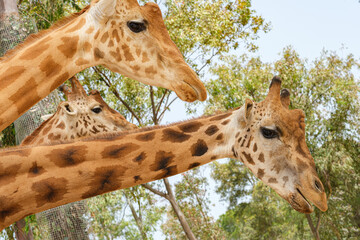 funny giraffe faces in captivity