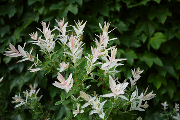 plants in the park