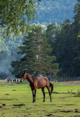 Noble beautiful horse on field. Green pine trees. Expect