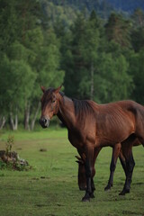 Naklejka na ściany i meble Noble beautiful horse in forest