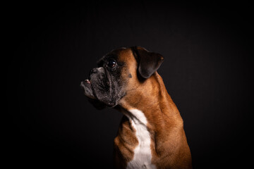 Boxer Hund