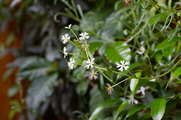 butterfly on the grass