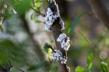Close-up shot of a tree affected by Woolly aphid.