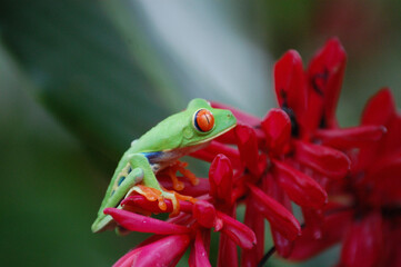 red eyed tree frog, 