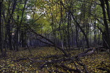Осенний лес
Autumn forest