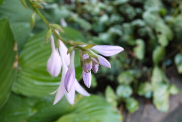 flower in the garden