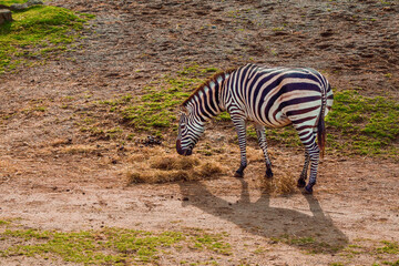Amazing zebra grazing grass in a zoo enclosure made to look like natural habitat. Preserving animals for future in safe and comfortable environment.
