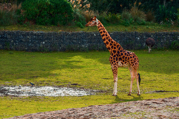 Amazing giraffe in a zoo enclosure made to look like natural habitat. Preserving animals for future...