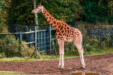 Naklejka na ściany i meble Amazing giraffe in a zoo enclosure made to look like natural habitat. Preserving animals for future in safe and comfortable environment.